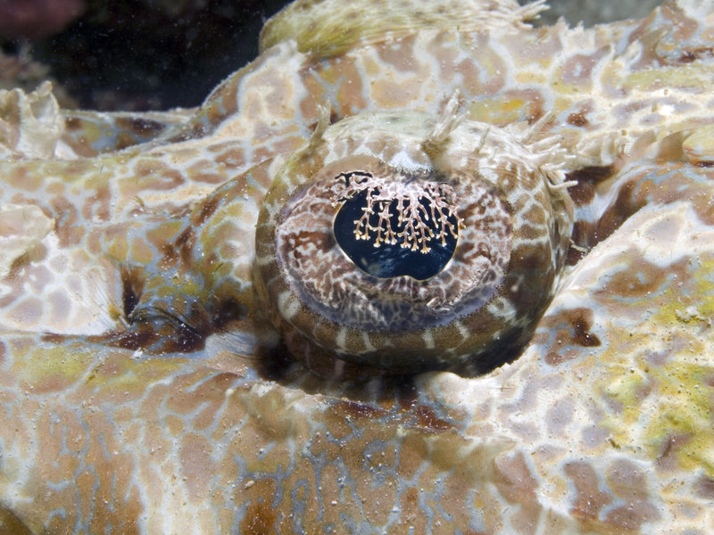 Sibuan, Crocodile Fish
